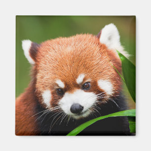 Söt Röd Panda Magnet