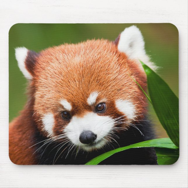Söt Röd Panda Musmatta (Framsidan)