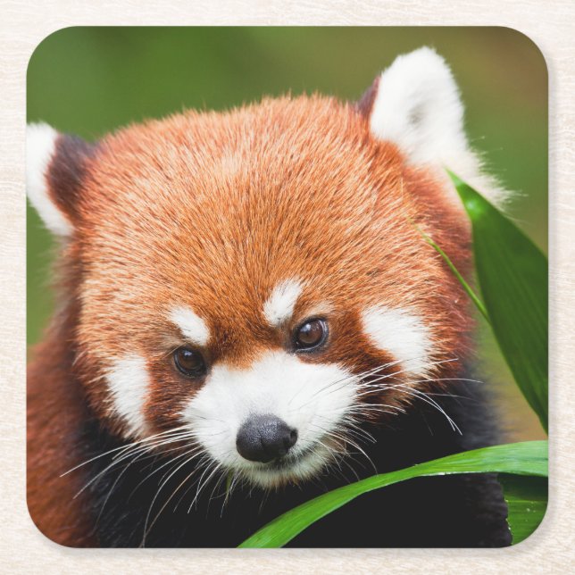 Söt Röd Panda Underlägg Papper Kvadrat (Framsidan)