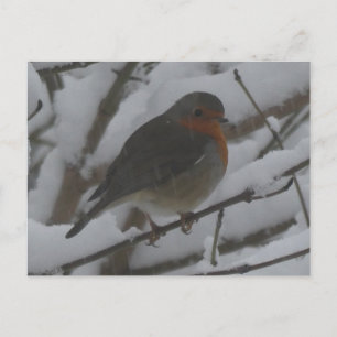 Söt rödhake närbild i snö DIY vykort