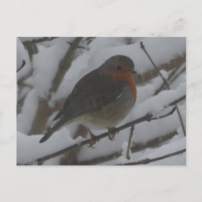 Söt rödhake närbild i snö DIY vykort (Framsida)
