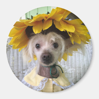 Söt rolig kinesisk nakenhund valp magnet