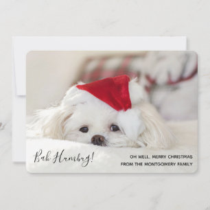 Söt Rolig Vit Hund Jul Bah Humbug Julkort