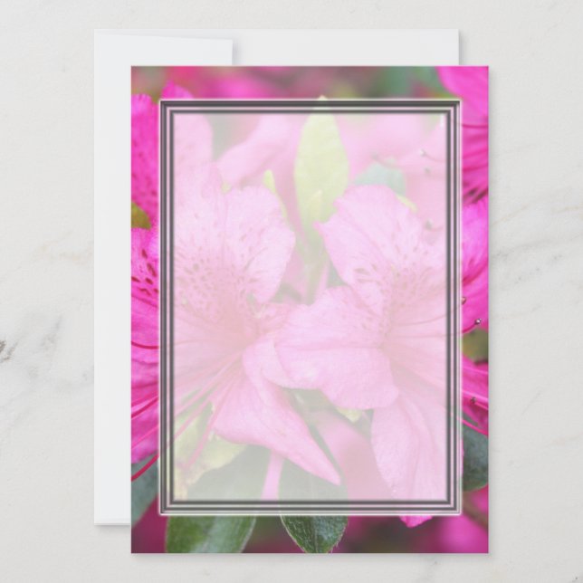 söt rosa azalea-blommor (Framsida)