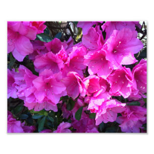 Söt Rosa Azaleas i Bloom Fototryck