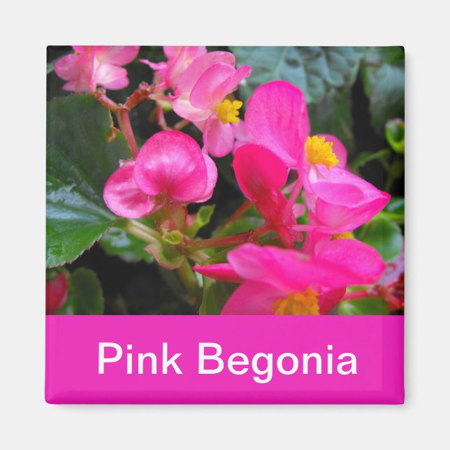 söt rosa begonia blommor magnet (Framsidan)