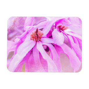 Söt Rosa Blommor Blommar Magnet