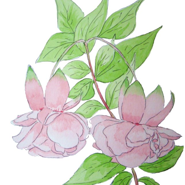 söt rosa blommor på blommigten svart bakgrund stenunderlägg (Skapare uppladdad)