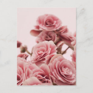 Söt Rosa blommor Vykort