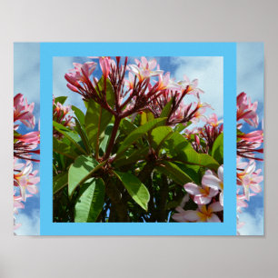 Söt Rosa Blooming Frangipani Träd Poster