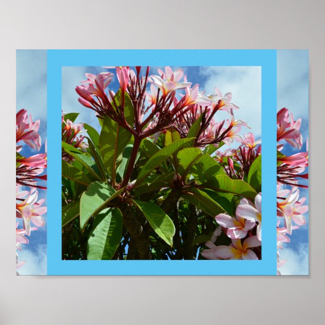 Söt Rosa Blooming Frangipani Träd Poster (Framsidan)