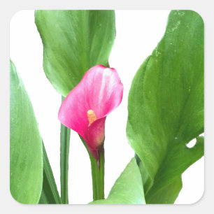 Söt Rosa Calla Lily Fyrkantigt Klistermärke