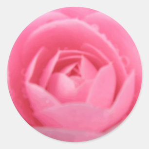 Söt Rosa Camellia Flower Sticker Runt Klistermärke