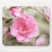 Söt Rosa Camellia
