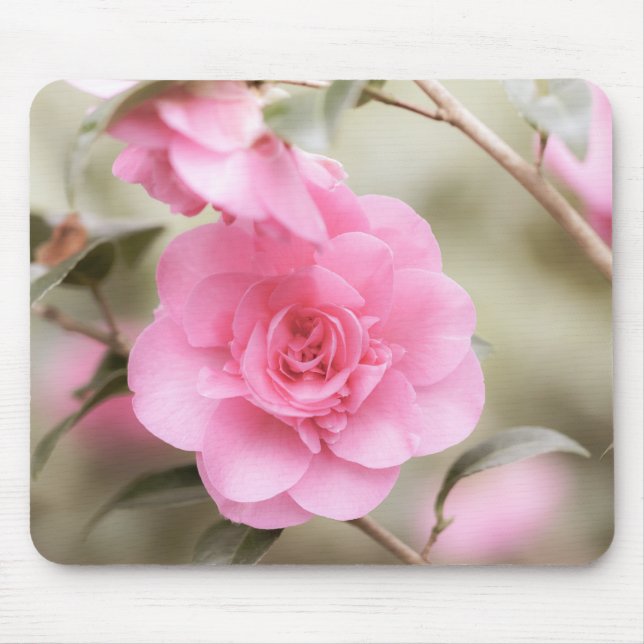 Söt Rosa Camellia Musmatta (Framsidan)