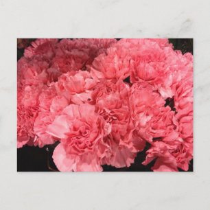 Söt Rosa Carnation Flowers Vykort