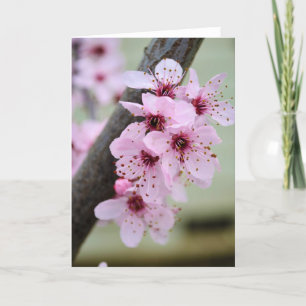 Söt Rosa Cherry Blommar Flowers Kort