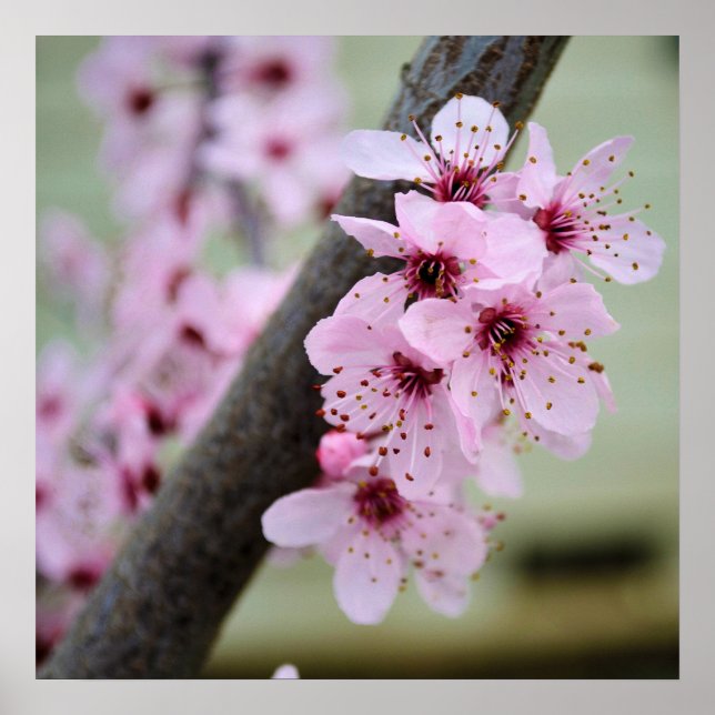 Söt Rosa Cherry Blommar Flowers Poster (Framsidan)
