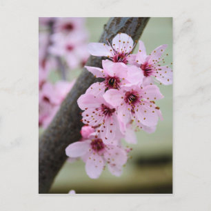 Söt Rosa Cherry Blommar Flowers Vykort