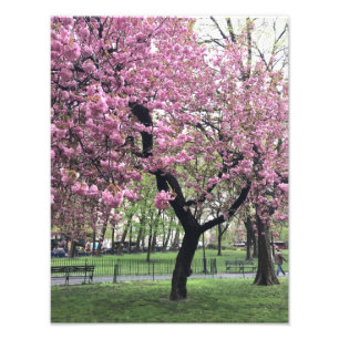 Söt Rosa Cherry Blommar Träd NYC New York City Fototryck