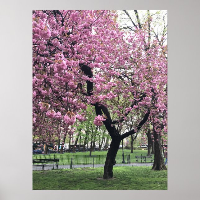 Söt Rosa Cherry Blommar Träd NYC New York City Poster (Framsidan)