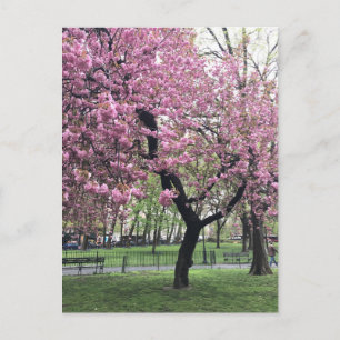 Söt Rosa Cherry Blommar Träd NYC New York City Vykort