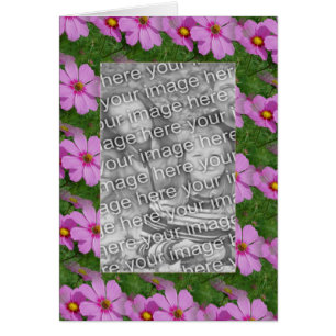 Söt Rosa Cosmos Flower Design Photo OBS Kort