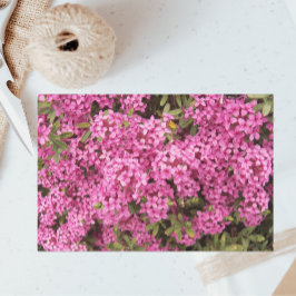 Söt Rosa Daphne-Blommigten