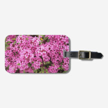 Söt Rosa Daphne-Blommigten