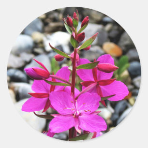 Söt Rosa Fireweed Wildblommor Bloom i Kanada Runt Klistermärke