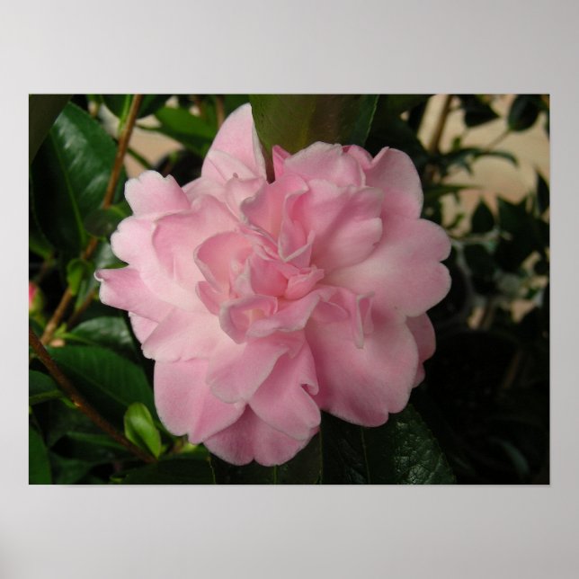 Söt Rosa Flower Poster (Framsidan)