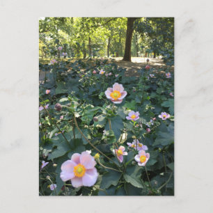 Söt Rosa Flowers Central Park NYC Vår Photo Vykort