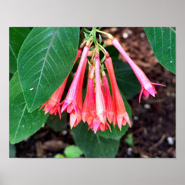 Söt Rosa Flowers Close Up Poster (Framsidan)