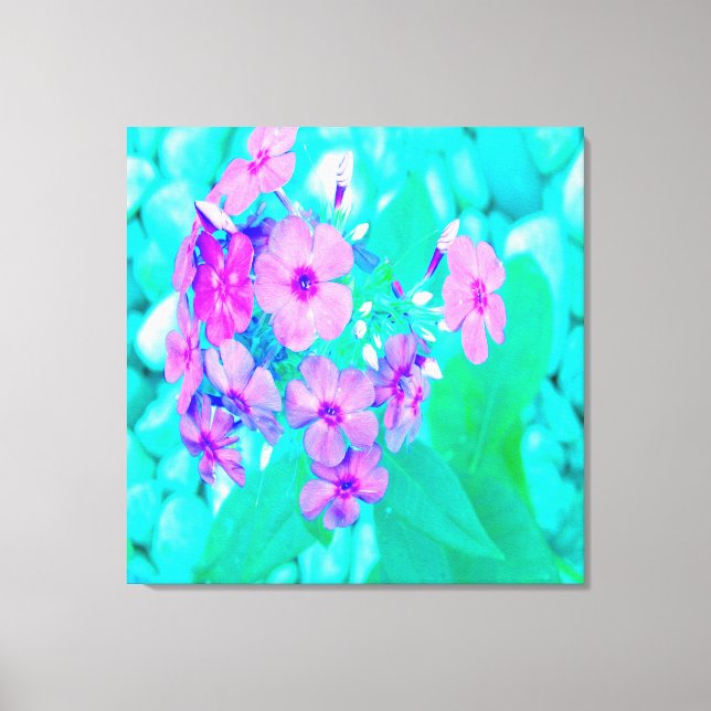 Söt Rosa Garden Phlox Flower på Aquamarine Canvastryck (Framsida)