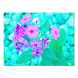 Söt Rosa Garden Phlox Flower på Aquamarine Fototryck