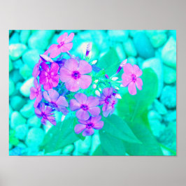 Söt Rosa Garden Phlox Flower på Aquamarine Poster