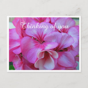 Söt Rosa Geranium Photo Thinking of You Vykort