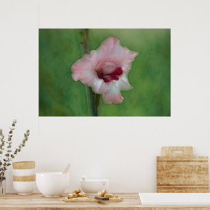 Söt Rosa Gladiolus Flower Art Poster