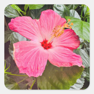 Söt Rosa Hibiscus Fyrkantigt Klistermärke