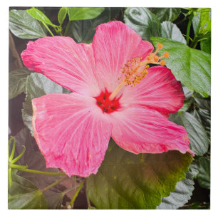 Söt Rosa Hibiscus Kakelplatta