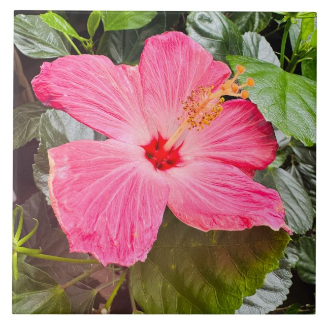 Söt Rosa Hibiscus Kakelplatta (Framsidan)