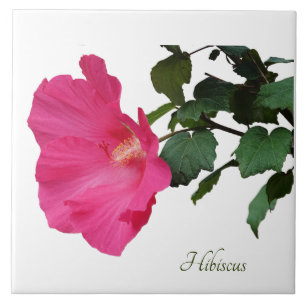 Söt rosa hibiscus på vit kakelplatta