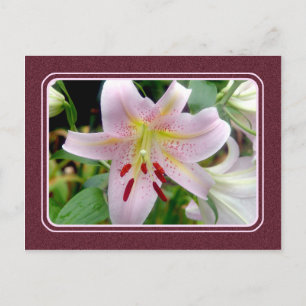 Söt Rosa Lily Flower vycard Vykort