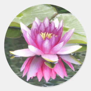 Söt Rosa Lotus Reflected Runt Klistermärke