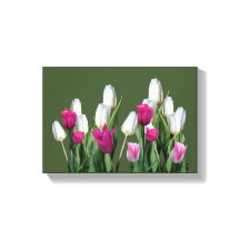 Söt rosa modern färglös blommigt för tulpanfärgad