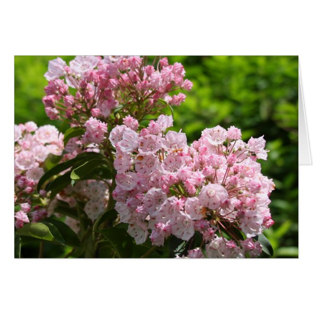 Söt Rosa Mountain Laurel Flowers Hälsningskort (Framsidan Horizontal)
