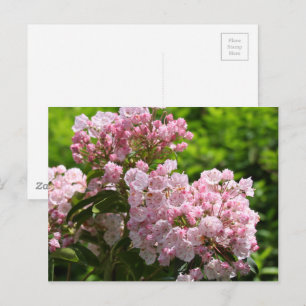 Söt Rosa Mountain Laurel Flowers Vykort