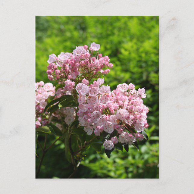 Söt Rosa Mountain Laurel Flowers Vykort (Framsida)