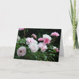 söt rosa och blombuskar i vit ros. Blommigt, Helgkort