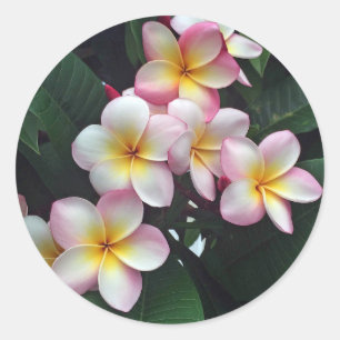 Söt Rosa och Gult Plumeria Blommigt Photo Runt Klistermärke